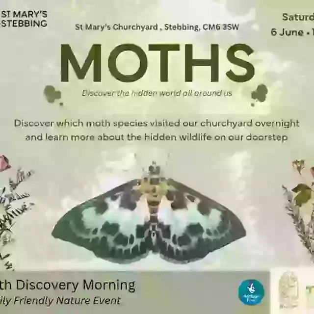 6 June All About Moths